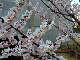 春來不似春