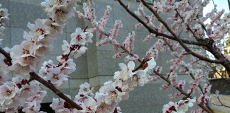 春來不似春