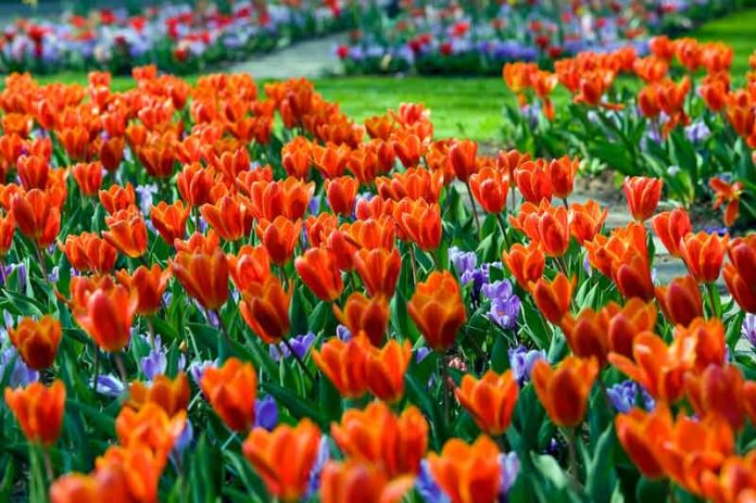 Tulip Showwinner