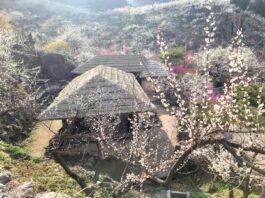 그래, 봄소식은 매화부터 시작하지…