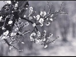이종기 박사, 세계 최초로 梅實酒 개발에 성공…‘섬진강 바람’