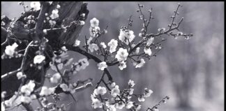 이종기 박사, 세계 최초로 梅實酒 개발에 성공…‘섬진강 바람’