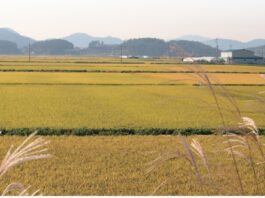 술 마시면 가수가 되시던 고모부