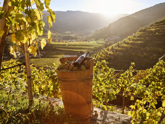 Weingut Johann Donabaum - Laaben / Spitz