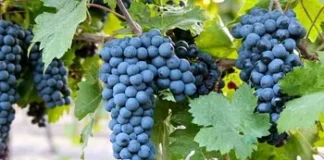 진판델(Zinfandel)