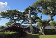 《歲寒圖》에 나온 그 소나무를 보신 적이 있나요