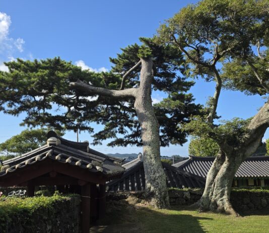 《歲寒圖》에 나온 그 소나무를 보신 적이 있나요