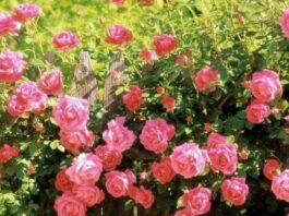 녹음 짙은 아름다운 5월엔 모두 “사랑해요”라고 쓴다.