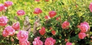 녹음 짙은 아름다운 5월엔 모두 “사랑해요”라고 쓴다.